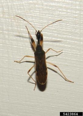seed bug, Myodocha serripes  (Hemiptera: Lygaeidae) - 5423864