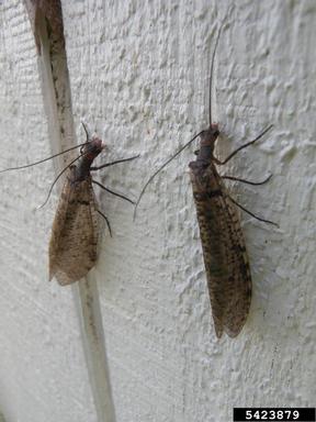 dobsonfly, Neohermes angusticollis  (Neuroptera: Corydalidae) - 5423879