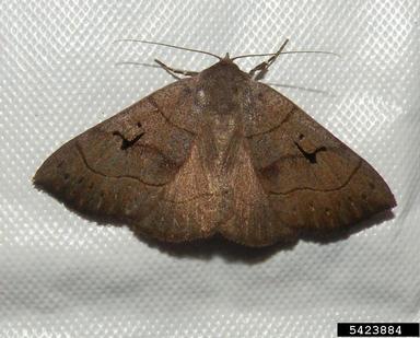Noctuid moth, Panopoda carneicosta  (Lepidoptera: Noctuidae) - 5423884