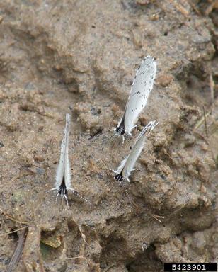 azures, Celastrina spp.  (Lepidoptera: Lycaenidae) - 5423901