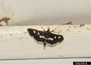 grass moths, snout moths,    (Lepidoptera: Pyralidae) - 5423914