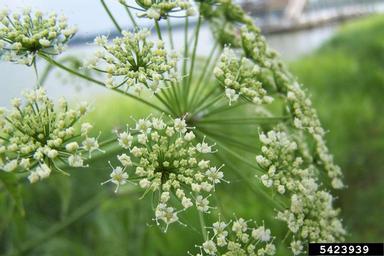 spotted waterhemlock, Cicuta maculata  (Apiales: Apiaceae) - 5423939