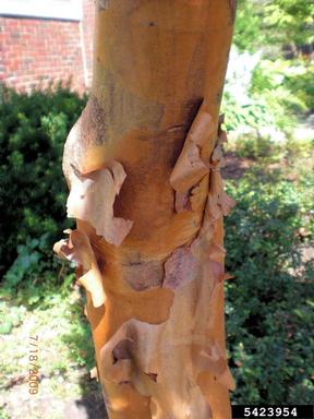 paperbark maple, Acer griseum  (Sapindales: Aceraceae) - 5423954
