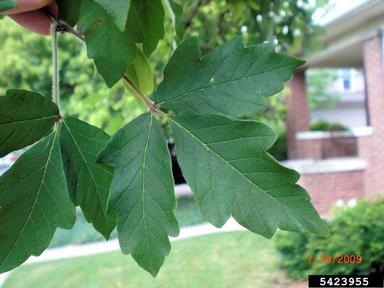 paperbark maple, Acer griseum  (Sapindales: Aceraceae) - 5423955