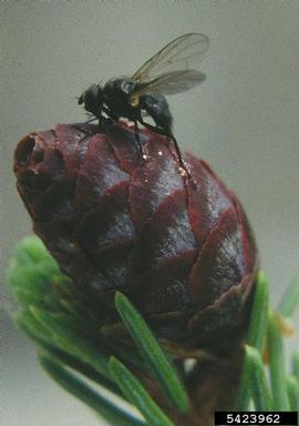 black spruce cone maggot (Strobilomyia appalachensis ) on black spruce (Picea mariana ) - 5423962