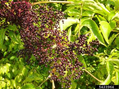 common elderberry, Sambucus nigra ssp. canadensis (Dipsacales: Caprifoliaceae) - 5423964