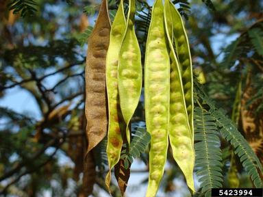 mimosa, Albizia julibrissin  (Fabales: Fabaceae (Leguminosae)) - 5423994