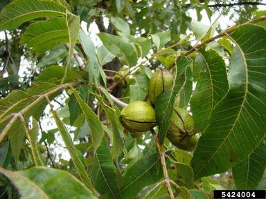 pecan, Carya illinoinensis  (Juglandales: Juglandaceae) - 5424004