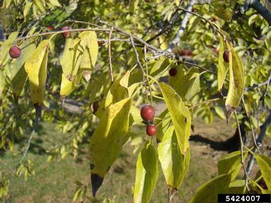 sugarberry, Celtis laevigata  (Urticales: Ulmaceae) - 5424007