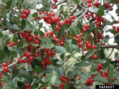 yaupon, Ilex vomitoria  (Celastrales: Aquifoliaceae) - 5424027