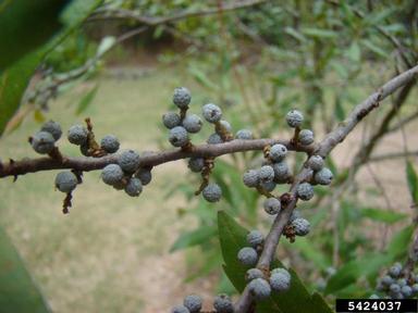 southern waxmyrtle, Morella cerifera  (Myricales: Myricaceae) - 5424037