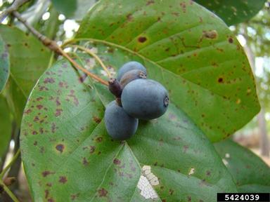 blackgum, Nyssa sylvatica  (Cornales: Nyssaceae) - 5424039