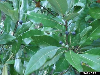 redbay, Persea borbonia  (Laurales: Lauraceae) - 5424043