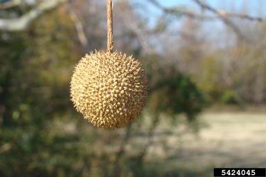American sycamore, Platanus occidentalis  (Hamamelidales: Platanaceae) - 5424045