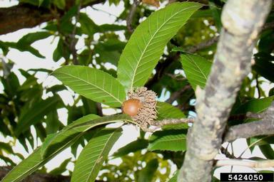 sawtooth oak, Quercus acutissima  (Fagales: Fagaceae) - 5424050