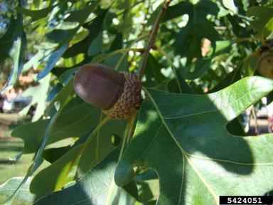 white oak, Quercus alba  (Fagales: Fagaceae) - 5424051