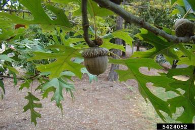 scarlet oak, Quercus coccinea  (Fagales: Fagaceae) - 5424052