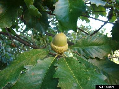 swamp chestnut oak, Quercus michauxii  (Fagales: Fagaceae) - 5424057