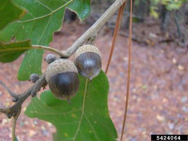 post oak, Quercus stellata  (Fagales: Fagaceae) - 5424064