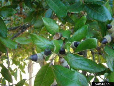 live oak, Quercus virginiana  (Fagales: Fagaceae) - 5424066