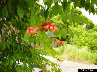 trumpetcreeper, Campsis radicans  (Scrophulariales: Bignoniaceae) - 5424080
