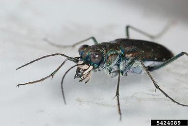 sidewalk tiger beetle, Cicindela punctulata  (Coleoptera: Carabidae) - 5424089