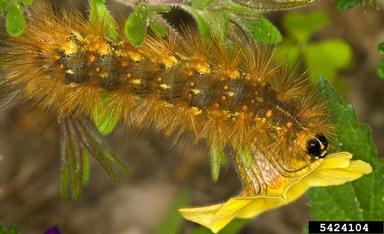 saltmarsh caterpillar, Estigmene acrea  (Lepidoptera: Arctiidae) - 5424104