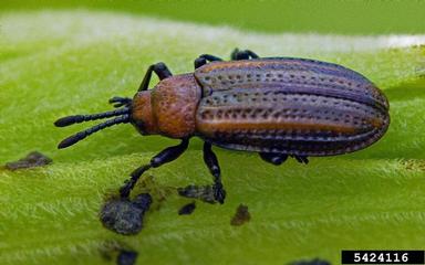 goldenrod leaf miner, Microrhopala vittata  (Coleoptera: Chrysomelidae) - 5424116