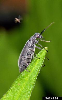 blister beetles, Epicauta spp.  (Coleoptera: Meloidae) - 5424124