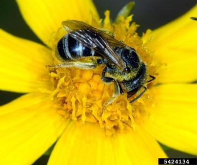 leafcutter bee, Megachile spp.  (Hymenoptera: Megachilidae) - 5424134