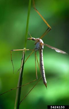 european crane flies, Tipula spp.  (Diptera: Tipulidae) - 5424150