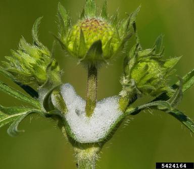 spittlebugs or froghoppers,    (Hemiptera: Cercopidae) - 5424164