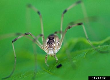 harvestmen,    (Opiliones: ) - 5424182