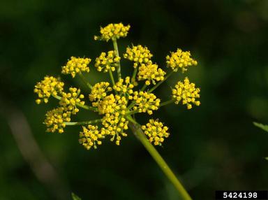 golden zizia, Zizia aurea  (Apiales: Apiaceae) - 5424198