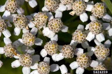 common yarrow, Achillea millefolium  (Asterales: Asteraceae) - 5424209
