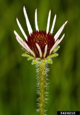 purple coneflower, Echinacea purpurea  (Asterales: Asteraceae) - 5424210