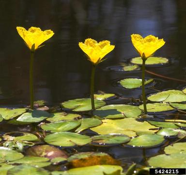 yellow floatingheart, Nymphoides peltata  (Solanales: Menyanthaceae) - 5424215