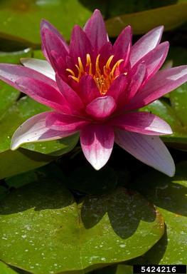 fragrant waterlily, Nymphaea odorata  (Nymphaeales: Nymphaeaceae) - 5424216