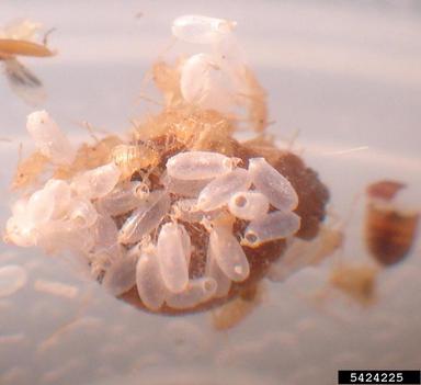 bed bug, Cimex lectularius  (Hemiptera: Cimicidae) - 5424225