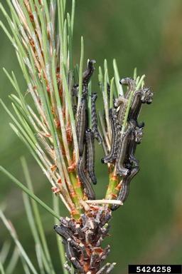European pine sawfly (Neodiprion sertifer ) on red pine (Pinus resinosa ) - 5424258