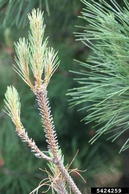 European pine sawfly (Neodiprion sertifer ) on red pine (Pinus resinosa ) - 5424259