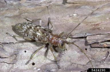 sawyer beetles, Monochamus spp.  (Coleoptera: Cerambycidae) - 5424290