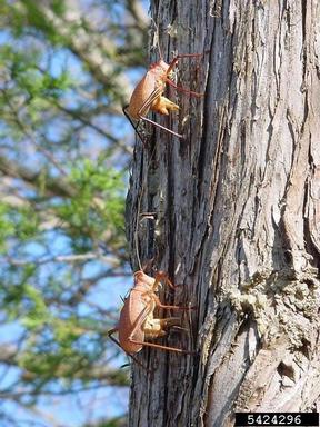 katydid (  ) on post oak (Quercus stellata ) - 5424296