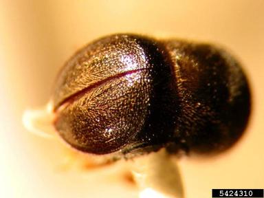 camphor shot borer, Xylosandrus mutilatus  (Coleoptera: Curculionidae) - 5424310