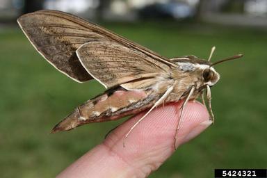 white-lined sphinx, Hyles lineata  (Lepidoptera: Sphingidae) - 5424321