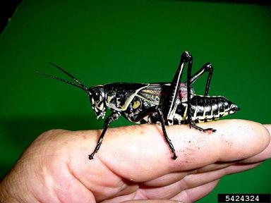 eastern lubber grasshopper, Romalea microptera  (Orthoptera: Romaleidae) - 5424324