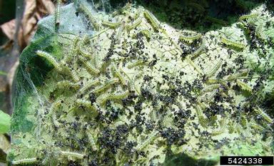 fall webworm (Hyphantria cunea ) on sweetgum (Liquidambar spp. ) - 5424338