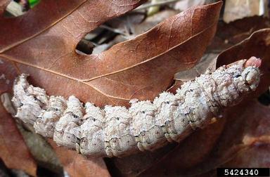 ilia underwing, Catocala ilia  (Lepidoptera: Erebidae) - 5424340