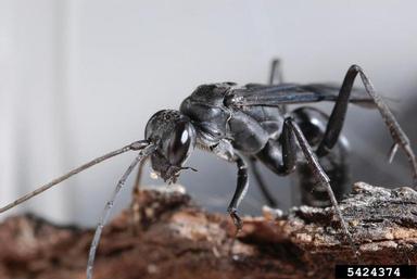 great black wasp, Sphex pensylvanicus  (Hymenoptera: Sphecidae) - 5424374