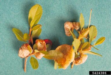 leaf and flower gall (Exobasidium vaccinii ) on rhododendrons and azaleas (Rhododendron spp. ) - 5424386